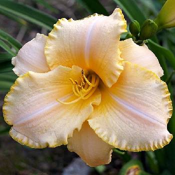 Лилейник Hemerocallis ‘Serena Sunburst’ 